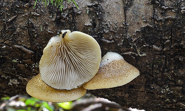 pahliva šupinkatá Crepidotus calolepis (Fr.) P. Karst.