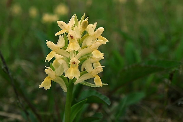 vstavačovec bazový Dactylorhiza sambucina (L.) Soó