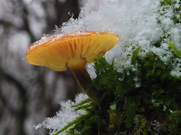 plamienka Flammulina sp.