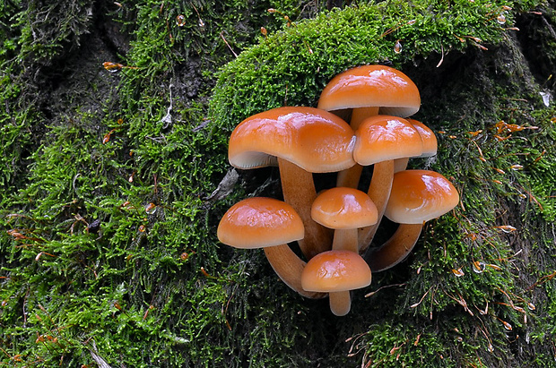 plamienka Flammulina sp.