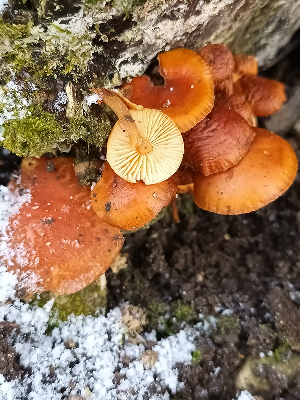 plamienka Flammulina sp.