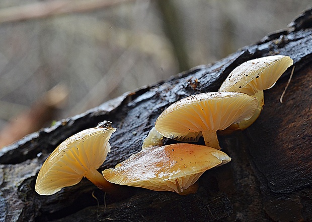 plamienka Flammulina sp.