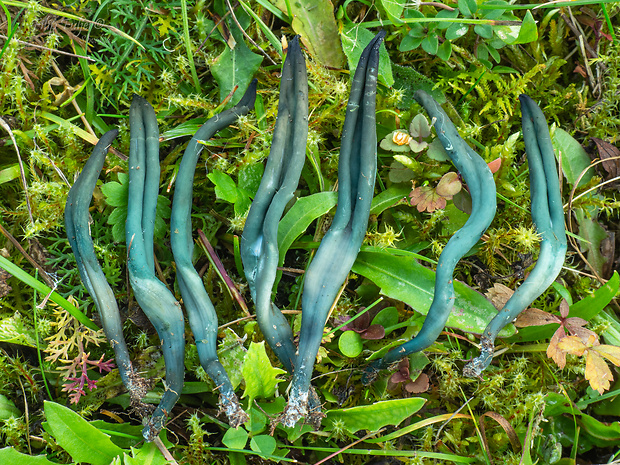 drobnojazýček Microglossum pratense V. Kučera, Lizoň & Tomšovský