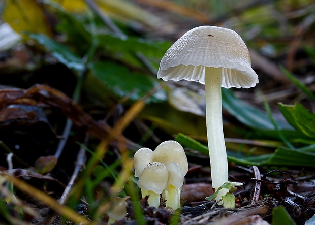 prilbička slizká Mycena epipterygia (Scop.) Gray