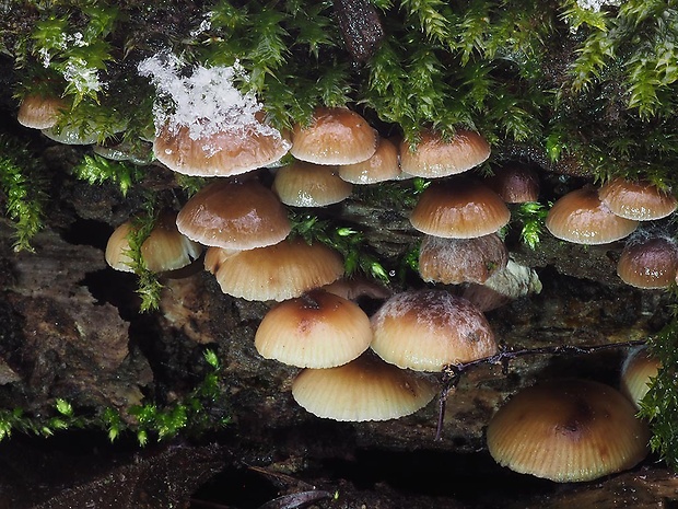 prilbička hnedosivá Mycena tintinnabulum (Paulet) Quél.