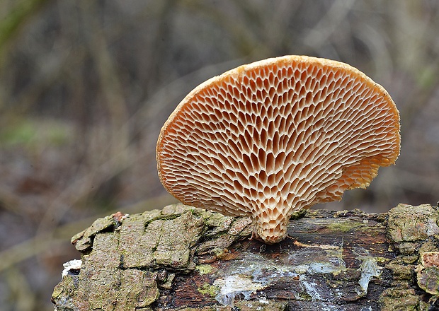 trúdnik veľkopórový Neofavolus alveolaris (DC.) Sotome & T. Hatt.