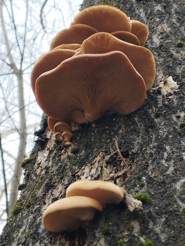 hliva ustricovitá Pleurotus ostreatus (Jacq.) P. Kumm.