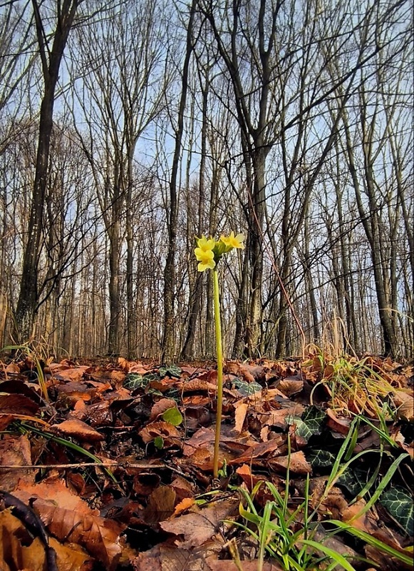 prvosienka vyššia Primula elatior (L.) L.