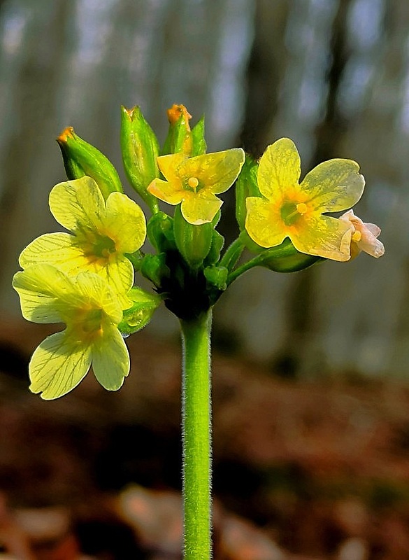 prvosienka vyššia Primula elatior (L.) L.