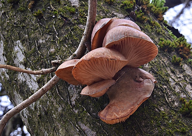 pňovka neskorá Sarcomyxa serotina (Pers.) P. Karst.