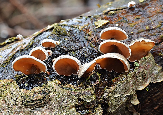 škľabka plstnatá Schizophyllum amplum (Lév.) Nakasone