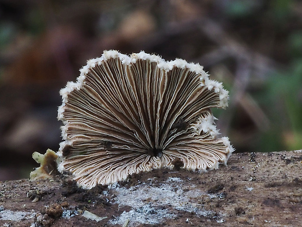 klanolupeňovka obyčajná Schizophyllum commune Fr.