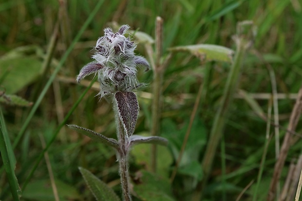 čistec nemecký Stachys germanica L.