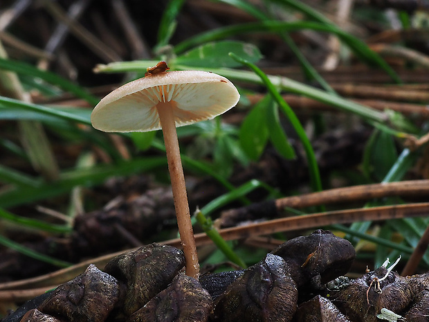 peniazočka Strobilurus sp.