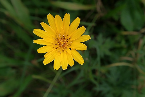 kozobrada lúčna Tragopogon pratensis L.