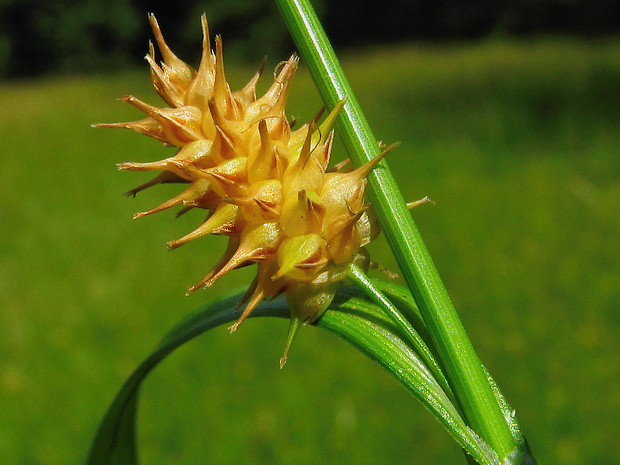 ostrica Carex x alsatica Zahn