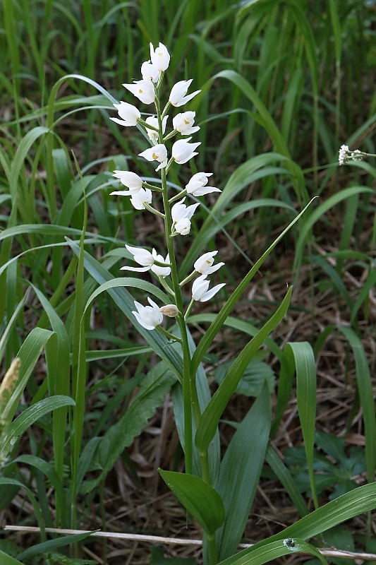 prilbovka dlholistá Cephalanthera longifolia (L.) Fritsch