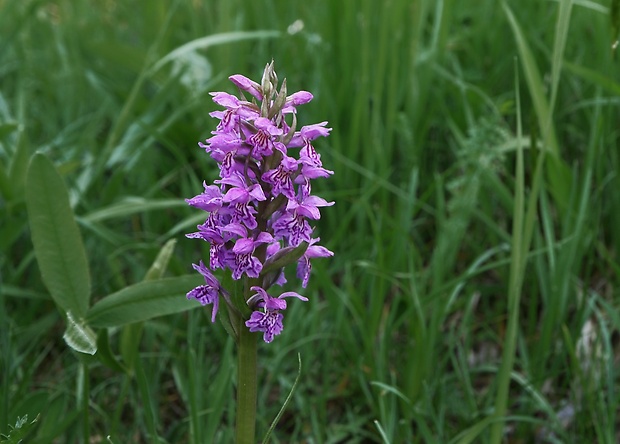 vstavačovec májový pravý Dactylorhiza majalis subsp. majalis (Reincherb.) Hunt & Summerh.