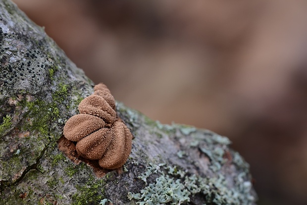 dutinovka otrubnatá Encoelia furfuracea (Roth) P. Karst.