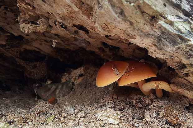 plamienka Flammulina sp.