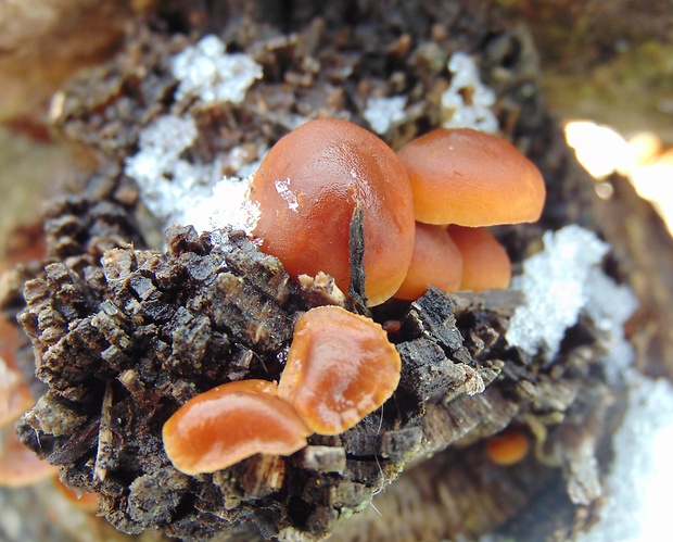 plamienka Flammulina sp.