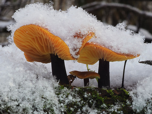 plamienka Flammulina sp.