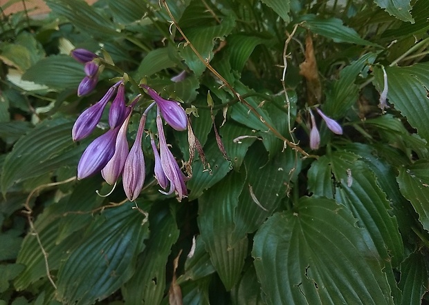 ? Hosta Clausa