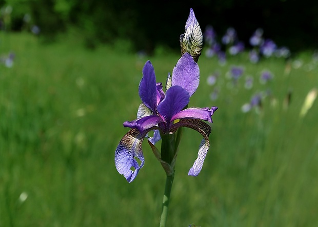 kosatec sibírsky Iris sibirica L.