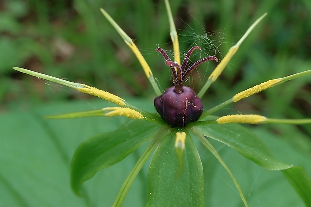 vranovec štvorlistý Paris quadrifolia L.