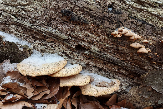 hlivník hniezdovitý Phyllotopsis nidulans (Pers.) Singer