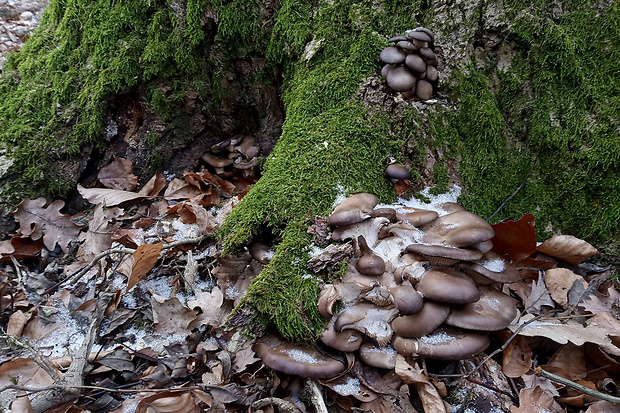 hliva ustricovitá Pleurotus ostreatus (Jacq.) P. Kumm.