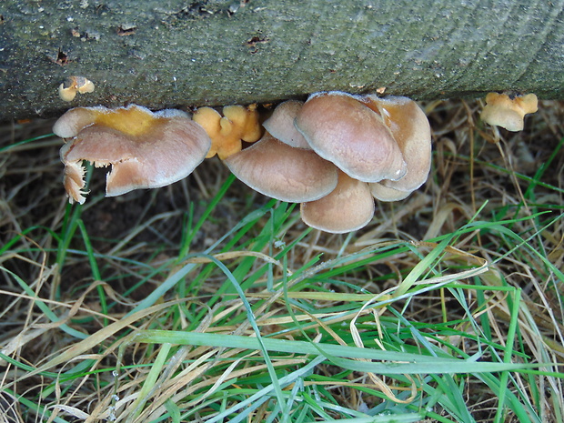 hliva Pleurotus sp.