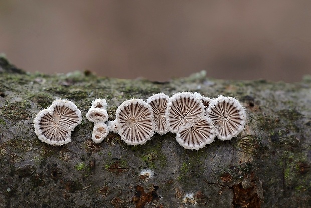 klanolupeňovka obyčajná Schizophyllum commune Fr.