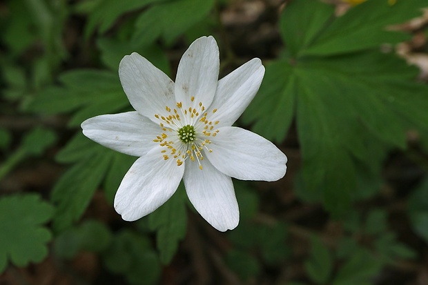 veternica hájna Anemone nemorosa L.