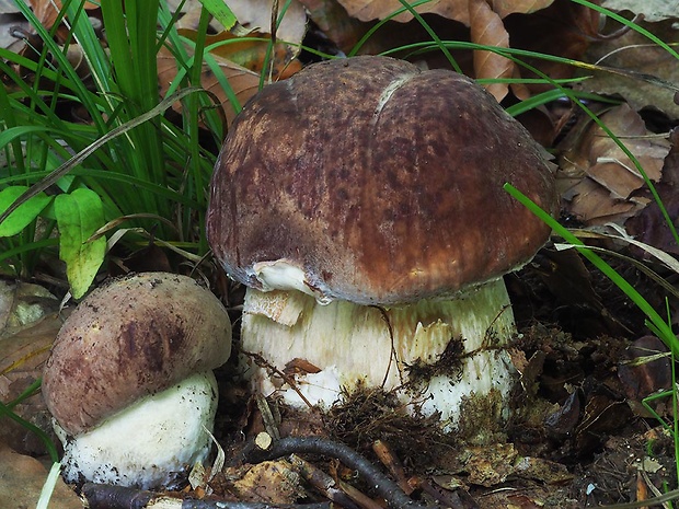 hríb sosnový Boletus pinophilus Pil. et Dermek in Pil.