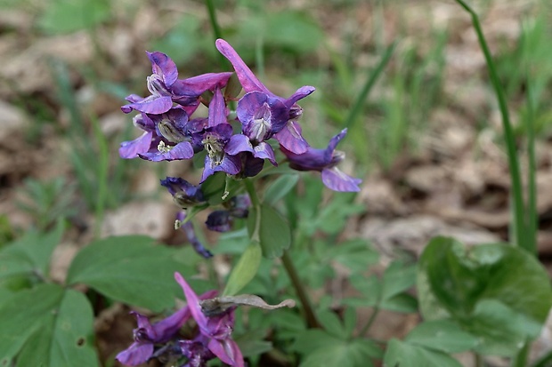 chochlačka plná Corydalis solida (L.) Clairv.