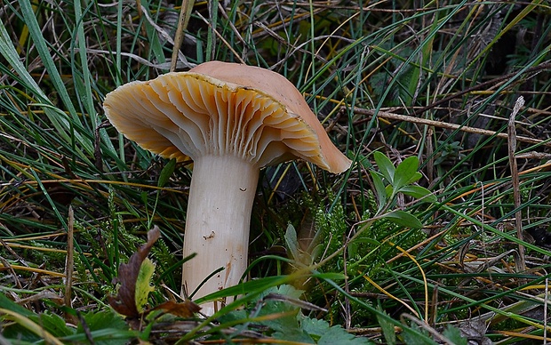 lúčnica statná Cuphophyllus pratensis (Fr.) Bon