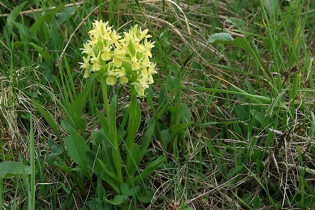 vstavačovec bazový Dactylorhiza sambucina (L.) Soó