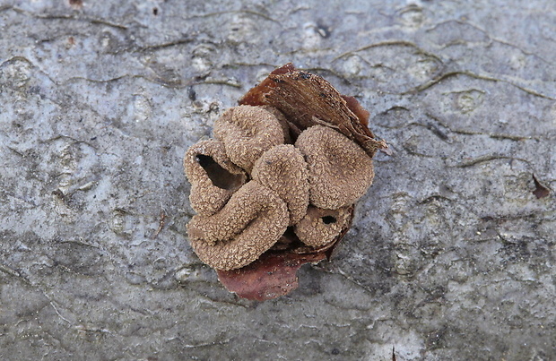 dutinovka otrubnatá Encoelia furfuracea (Roth) P. Karst.