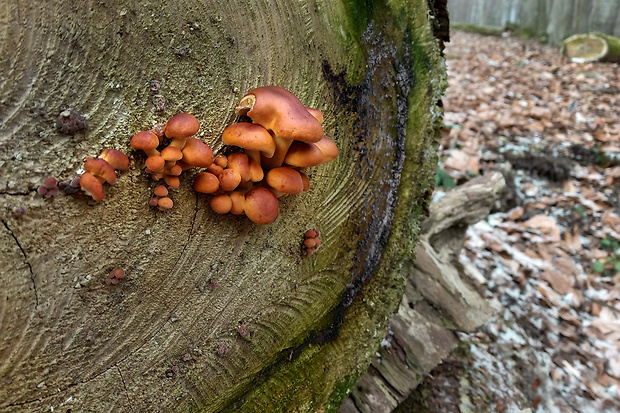 plamienka Flammulina sp.