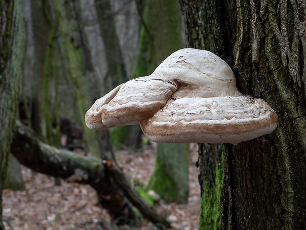 práchnovec kopytovitý Fomes fomentarius (L.) J.J. Kickx