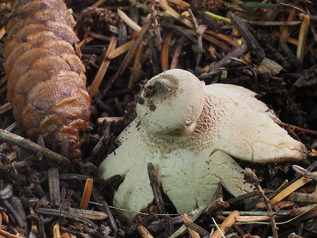 hviezdovka golierikovitá Geastrum striatum DC.