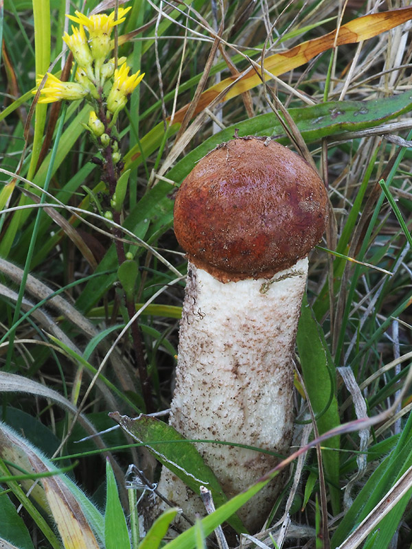 kozák dubový Leccinum aurantiacum  (Bull.) Gray