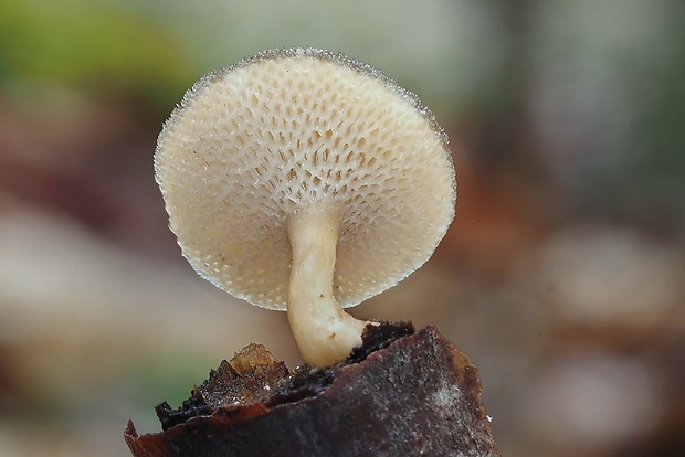 trúdnik plástovitý Lentinus arcularius (Batsch) Zmitr.