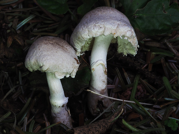 bedlička ružovkastá Lepiota subincarnata J.E. Lange