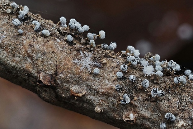 vápnikovec Physarum sp.