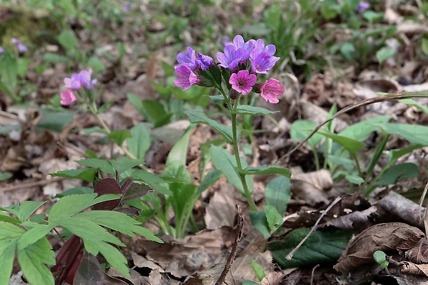 pľúcnik Pulmonaria sp.