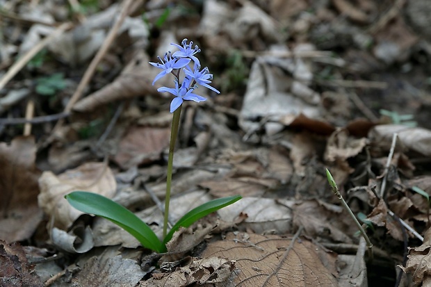 scila dvojlistá Scilla bifolia agg. L.