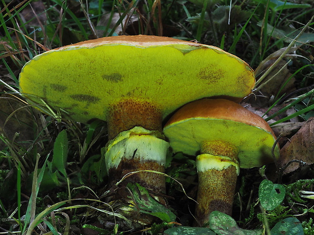 masliak smrekovcový Suillus grevillei (Klotzsch) Singer