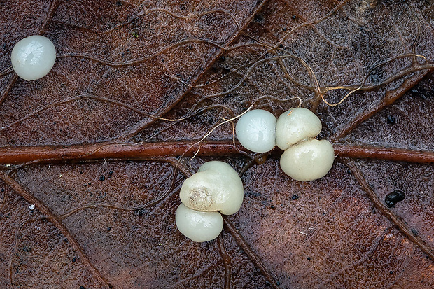 neidentifikovaná huba